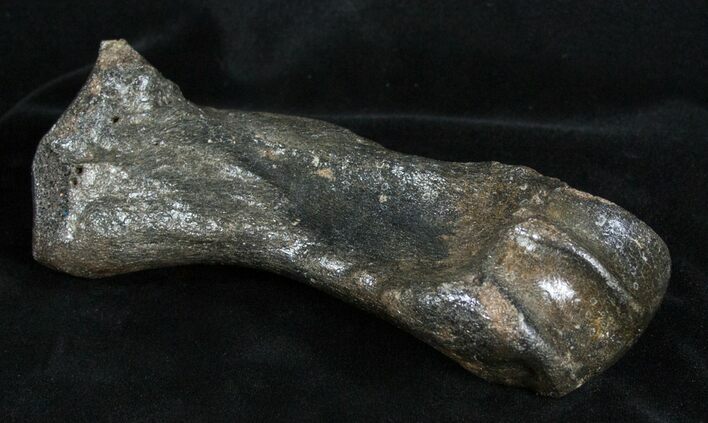 Woolly Rhinoceros Toe Bone - Late Pleistocene #3451